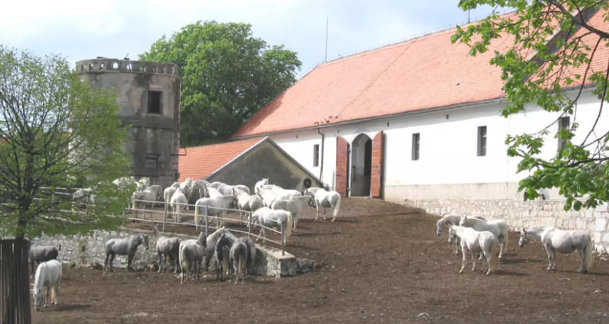 Lipizzanergestüt in Lipica | Plp | Wikipedia | CC BY-SA 3.0